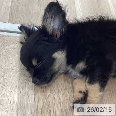 長野県のチワワ(ロング) (ペットプラス 須坂店/2025年11月26日生まれ/男の子/ブラックタンホワイト)の子犬の3枚目の画像