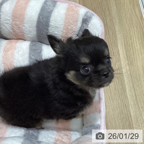 宮城県のチワワ(ロング) (ペットプラス 仙台泉大沢店/2025年11月26日生まれ/男の子/ブラックタンホワイト)の子犬の3枚目の画像