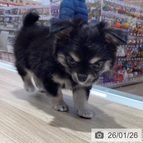 千葉県のチワワ(ロング) (ペットプラス 木更津店/2025年11月26日生まれ/女の子/ブラックタンホワイト)の子犬の4枚目の画像