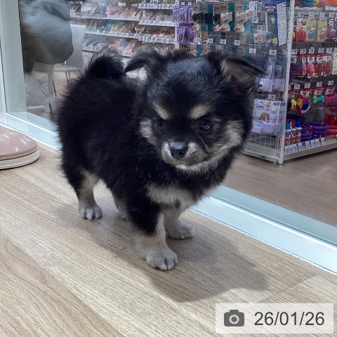 千葉県のチワワ(ロング) (ペットプラス 木更津店/2025年11月26日生まれ/女の子/ブラックタンホワイト)の子犬の3枚目の画像