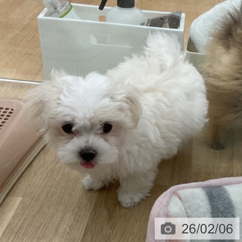 福島県のマルチーズ (ペットプラス 福島店/2025年11月26日生まれ/男の子/ホワイト)の子犬の3枚目の画像