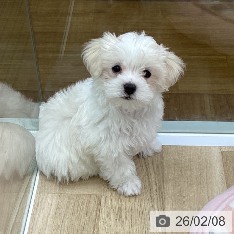 福島県のマルチーズ (ペットプラス 福島店/2025年11月26日生まれ/男の子/ホワイト)の子犬の4枚目の画像