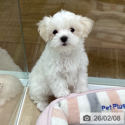 福島県のマルチーズ (ペットプラス 福島店/2025年11月26日生まれ/男の子/ホワイト)の子犬の3枚目の画像