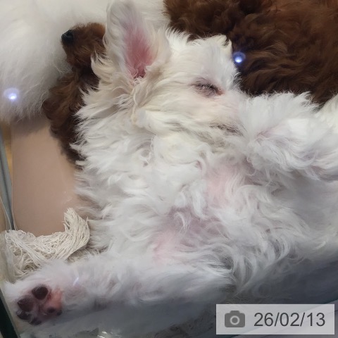 山形県のマルチーズ (ペットプラス 天童店/2025年11月26日生まれ/女の子/ホワイト)の子犬の4枚目の画像