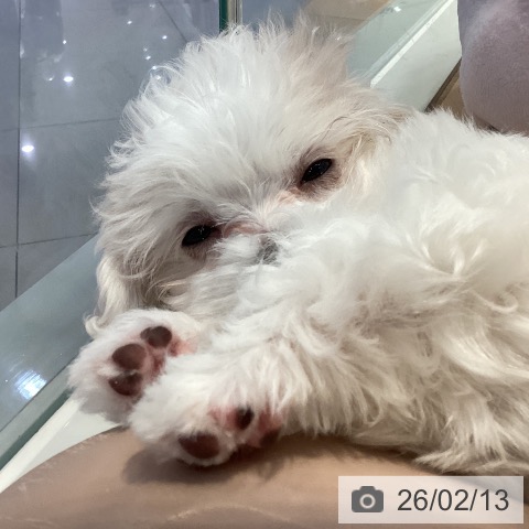 山形県のマルチーズ (ペットプラス 天童店/2025年11月26日生まれ/女の子/ホワイト)の子犬の3枚目の画像