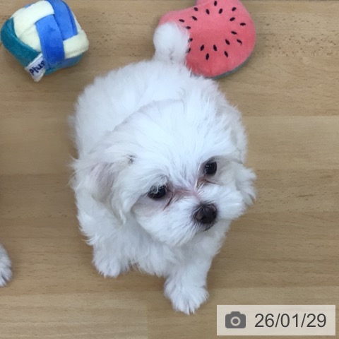 マルチーズの写真