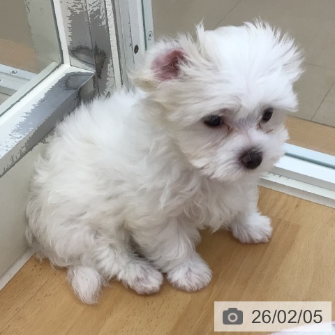 青森県のマルチーズ (ペットプラス 青森浜田店/2025年11月26日生まれ/女の子/ホワイト)の子犬の4枚目の画像