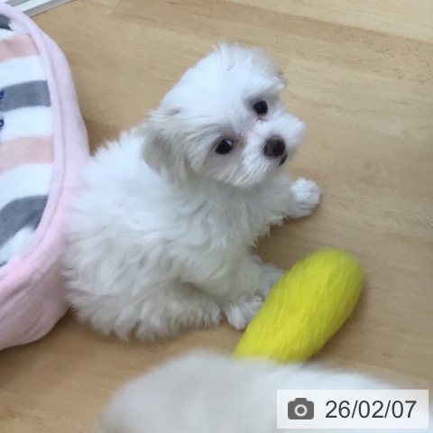 青森県のマルチーズ (ペットプラス 青森浜田店/2025年11月26日生まれ/女の子/ホワイト)の子犬の4枚目の画像