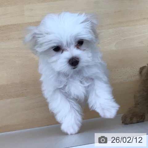 青森県のマルチーズ (ペットプラス 青森浜田店/2025年11月26日生まれ/女の子/ホワイト)の子犬の4枚目の画像