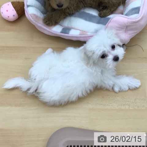 青森県のマルチーズ (ペットプラス 青森浜田店/2025年11月26日生まれ/女の子/ホワイト)の子犬の4枚目の画像