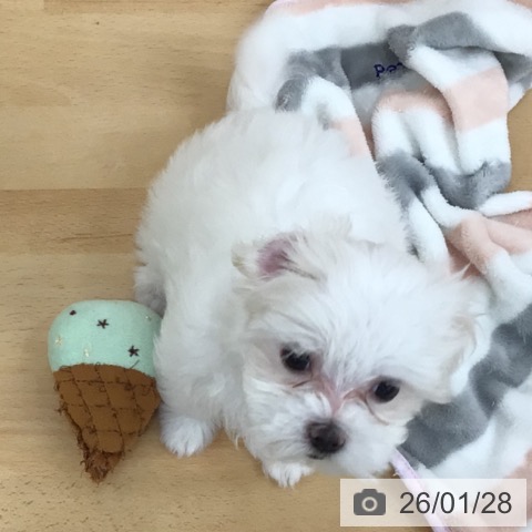 青森県のマルチーズ (ペットプラス 青森浜田店/2025年11月26日生まれ/女の子/ホワイト)の子犬の4枚目の画像