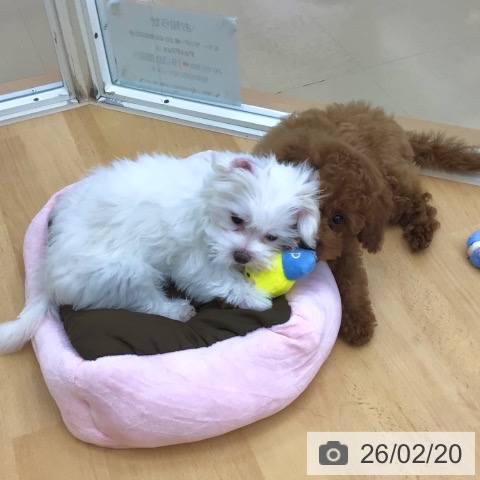 青森県のマルチーズ (ペットプラス 青森浜田店/2025年11月26日生まれ/女の子/ホワイト)の子犬の4枚目の画像