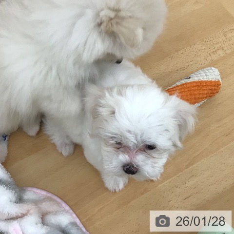 青森県のマルチーズ (ペットプラス 青森浜田店/2025年11月26日生まれ/女の子/ホワイト)の子犬の3枚目の画像