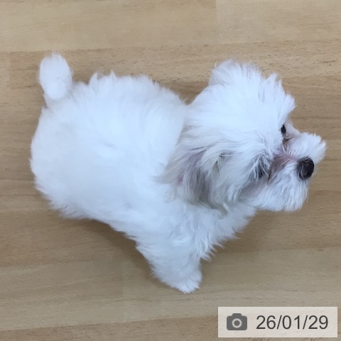 青森県のマルチーズ (ペットプラス 青森浜田店/2025年11月26日生まれ/女の子/ホワイト)の子犬の3枚目の画像