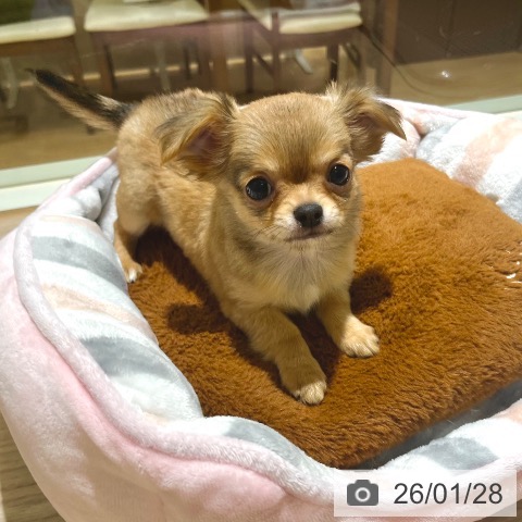 東京都のチワワ(ロング) (ペットプラス 板橋店/2025年11月21日生まれ/男の子/レッド)の子犬の4枚目の画像