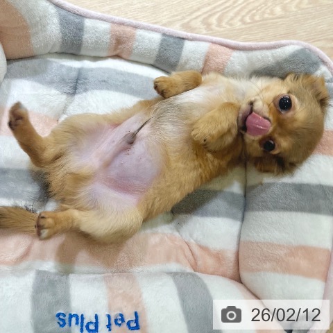 東京都のチワワ(ロング) (ペットプラス 板橋店/2025年11月21日生まれ/男の子/レッド)の子犬の4枚目の画像