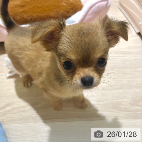 東京都のチワワ(ロング) (ペットプラス 板橋店/2025年11月21日生まれ/男の子/レッド)の子犬の3枚目の画像