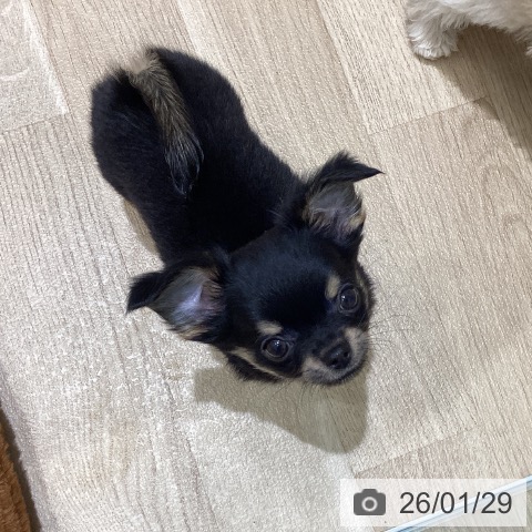 宮城県のチワワ(ロング) (ペットプラス 名取店/2025年11月21日生まれ/男の子/ブラックタン)の子犬の4枚目の画像