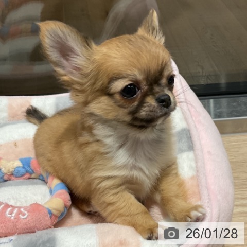 埼玉県のチワワ(ロング) (ペットプラス コクーンシティ店/2025年11月21日生まれ/男の子/レッドホワイト)の子犬の4枚目の画像