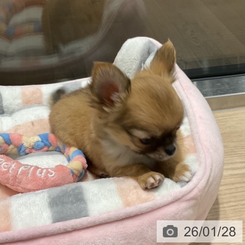 埼玉県のチワワ(ロング) (ペットプラス コクーンシティ店/2025年11月21日生まれ/男の子/レッドホワイト)の子犬の3枚目の画像