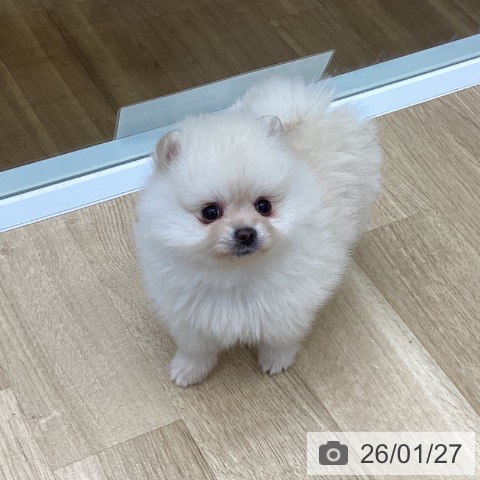 福島県のポメラニアン (ペットプラス 福島店/2025年11月27日生まれ/女の子/クリーム)の子犬の4枚目の画像