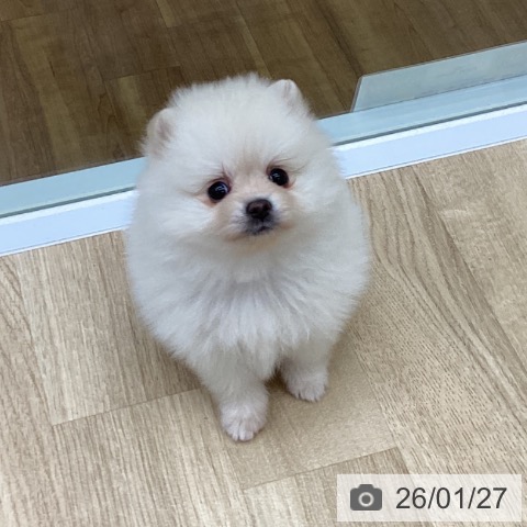 福島県のポメラニアン (ペットプラス 福島店/2025年11月27日生まれ/女の子/クリーム)の子犬の3枚目の画像