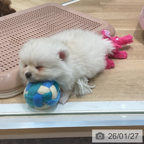 埼玉県のポメラニアン (ペットプラス ららぽーと新三郷店/2025年11月27日生まれ/女の子/クリーム)の子犬の4枚目の画像