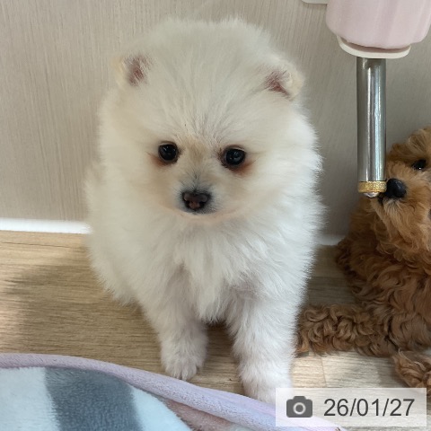 埼玉県のポメラニアン (ペットプラス ららぽーと新三郷店/2025年11月27日生まれ/女の子/クリーム)の子犬の3枚目の画像