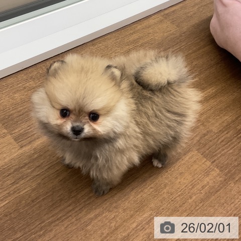 千葉県のポメラニアン (ペッツワン 千葉ニュータウン店/2025年11月27日生まれ/女の子/クリームセーブル)の子犬の3枚目の画像