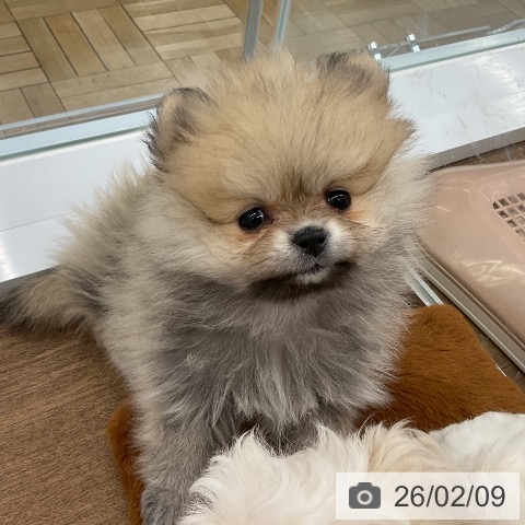 千葉県のポメラニアン (ペッツワン 千葉ニュータウン店/2025年11月27日生まれ/女の子/クリームセーブル)の子犬の3枚目の画像