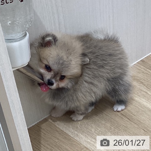 千葉県のポメラニアン (ペットプラス 船橋店/2025年11月27日生まれ/女の子/クリームセーブル)の子犬の3枚目の画像