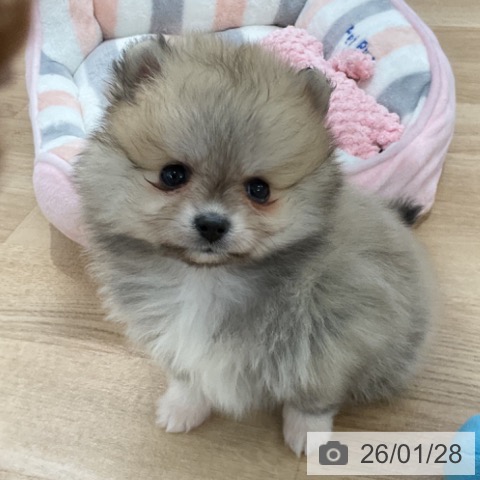 千葉県のポメラニアン (ペットプラス 船橋店/2025年11月27日生まれ/女の子/クリームセーブル)の子犬の3枚目の画像
