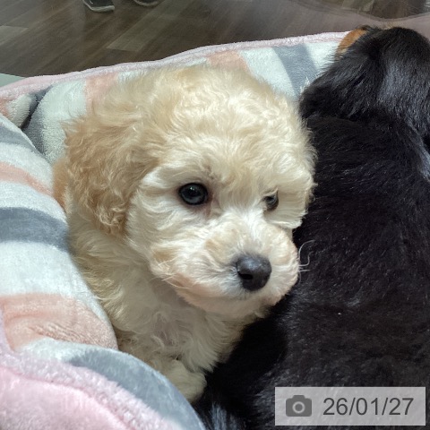 埼玉県のトイプードル(トイ) (ペットプラス イオンモール春日部店/2025年11月25日生まれ/男の子/クリーム)の子犬の4枚目の画像