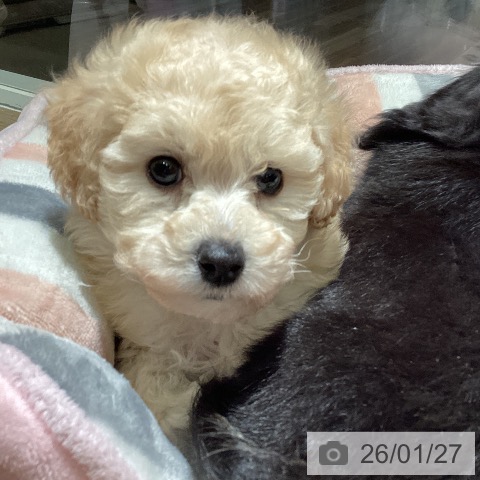 埼玉県のトイプードル(トイ) (ペットプラス イオンモール春日部店/2025年11月25日生まれ/男の子/クリーム)の子犬の3枚目の画像