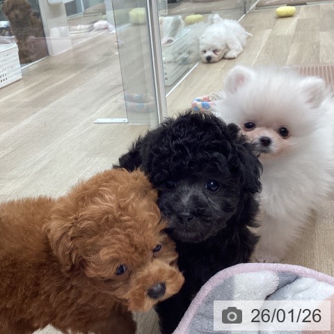 東京都のトイプードル(トイ) (ペットプラス むさし村山店/2025年11月25日生まれ/女の子/シルバー)の子犬の4枚目の画像