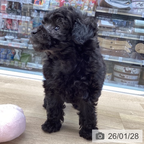 東京都のトイプードル(トイ) (ペットプラス むさし村山店/2025年11月25日生まれ/女の子/シルバー)の子犬の3枚目の画像