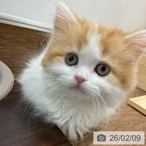 千葉県のマンチカン (ペッツワン 千葉ニュータウン店/2025年11月21日生まれ/女の子/レッドタビーホワイト)の子猫の4枚目の画像