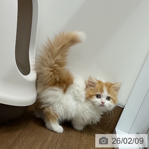 千葉県のマンチカン (ペッツワン 千葉ニュータウン店/2025年11月21日生まれ/女の子/レッドタビーホワイト)の子猫の3枚目の画像