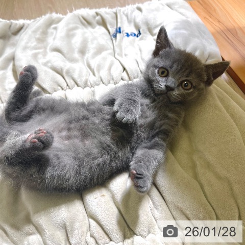 ブリティッシュショートヘアの写真