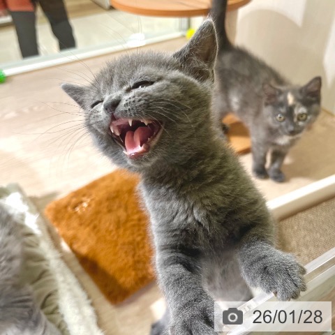 ブリティッシュショートヘアの写真