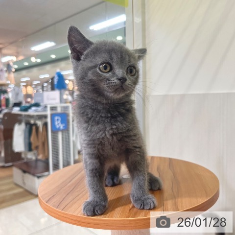 東京都のブリティッシュショートヘアー (ペットプラス 板橋店/2025年11月27日生まれ/男の子/ブルー)の子猫の4枚目の画像