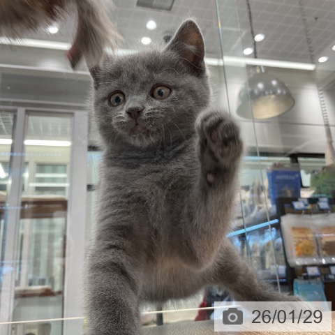 ブリティッシュショートヘアの写真