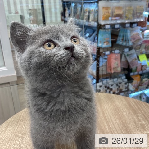 ブリティッシュショートヘアの写真