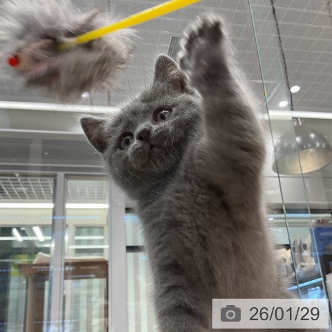 ブリティッシュショートヘアの写真