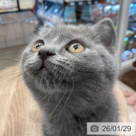 神奈川県のブリティッシュショートヘアー (ペットプラス 武蔵小杉店/2025年11月27日生まれ/男の子/ブルー)の子猫の4枚目の画像