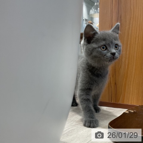 神奈川県のブリティッシュショートヘアー (ペットプラス 武蔵小杉店/2025年11月27日生まれ/男の子/ブルー)の子猫の3枚目の画像