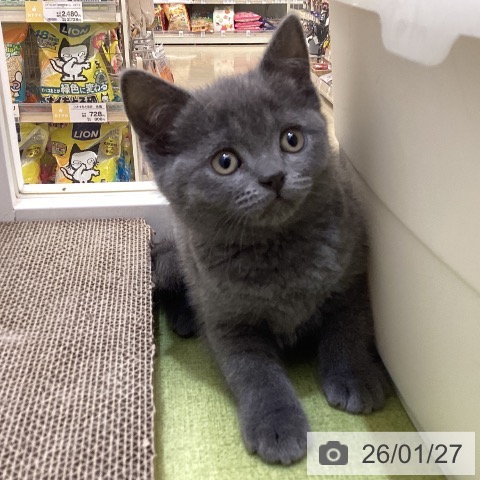 埼玉県のブリティッシュショートヘアー (ペットプラス 羽生店/2025年11月27日生まれ/男の子/ブルー)の子猫の4枚目の画像