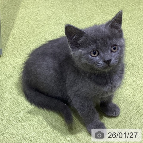 埼玉県のブリティッシュショートヘアー (ペットプラス 羽生店/2025年11月27日生まれ/男の子/ブルー)の子猫の3枚目の画像