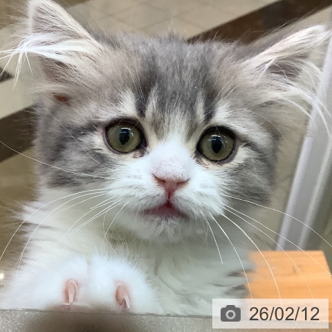 千葉県のスコティッシュフォールド (ペットプラス 八千代緑が丘店/2025年11月13日生まれ/女の子/ブルータビーホワイト)の子猫の3枚目の画像