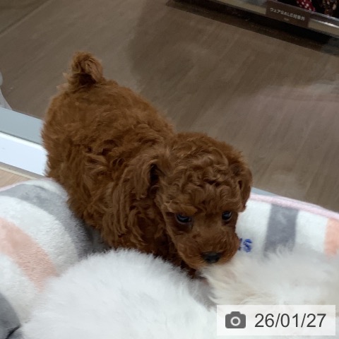 埼玉県のトイプードル(トイ) (ペットプラス 川口店/2025年11月27日生まれ/男の子/レッド)の子犬の3枚目の画像